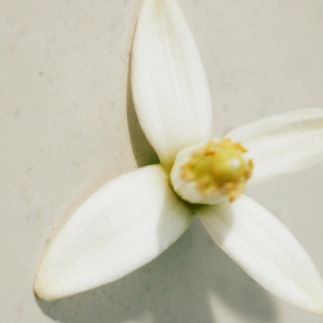 Парфумована вода Chloe L'Eau de Parfum Lumineuse 30 мл (3616303475413) - зображення 5