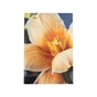 Канцелярська книга Axent Flora А4 у твердій обкладинці 192 аркуші клітинка, жовта (8423-27-A) - зменшене зображення 1