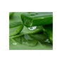 Маска для лица Lululun Premium Face Mask Okinawa Aloe Успокаивающая с экстрактом алоэ 1 шт (4582305069525) - уменьшенное изображение 4