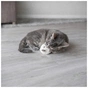 Игрушка для кошек Trixie Медведь плюшевый с кошачьей мятой 8 см (цвета в ассортименте) (4011905710396) - уменьшенное изображение 3