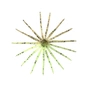 Силикон рыболовный Keitech Little Spider 3" (8 шт/уп) 008 Scuppernong (1551.04.19) - уменьшенное изображение 2