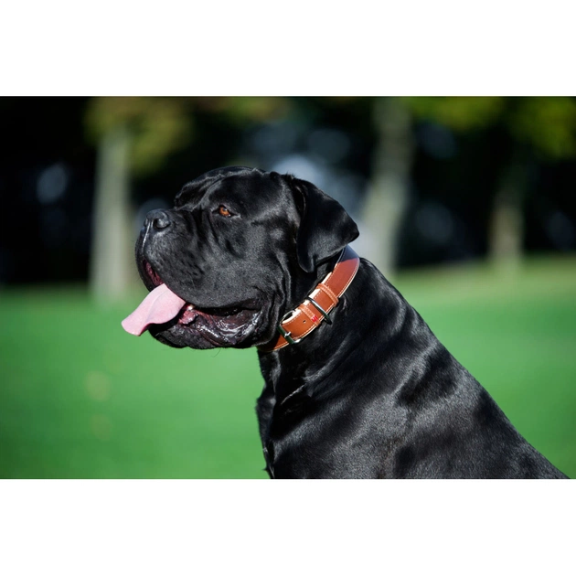 Нашийник для тварин WAUDOG Soft з QR паспортом M Ш 25 мм Д 38-49 см коричневий (7203) - picture 9