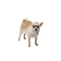 Кепка для животных Pet Fashion Gold XL (4823082446056) - уменьшенное изображение 2