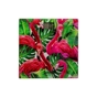 Весы напольные Rotex RSB06-P - уменьшенное изображение 1