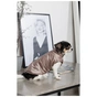Жилет для тварин Pet Fashion Hardy ХS (4823082437542) - зменшене зображення 6