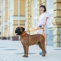 Повідець для собак Evolutor 210 см 25 мм помаранчевий (42124) - уменьшенное изображение 12