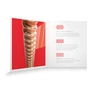 Струни для гітари D'Addario XS Phosphor Bronze Medium (13-56) (XSAPB1356) - зменшене зображення 4
