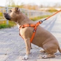 Шлея для собак WAUDOG Waterproof з QR-паспортом М Ш 20 мм Д 50-80 см помаранчева (27654) - зменшене зображення 4
