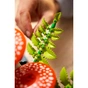 Конструктор LEGO Botanicals Лесные грибы (11505) - уменьшенное изображение 9