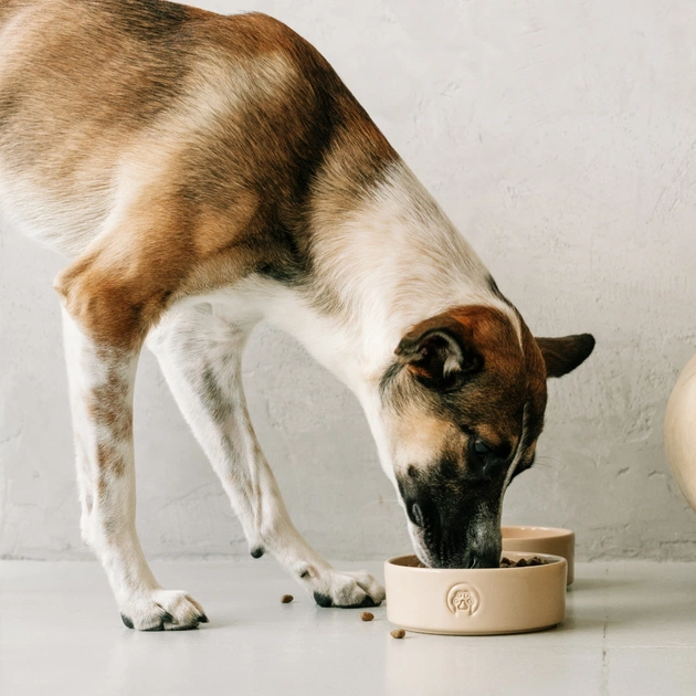 Посуд для собак Savory Керамічна миска Classic Ceramic Bowl Savory 450 мл (2700000055083) - picture 7