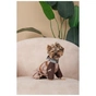 Дощовик для тварин Pet Fashion Mustang XL (4823082435128) - уменьшенное изображение 4