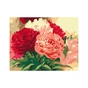 Картина по номерам Rosa Start Букет півоній 35х45 см (4823098526117) - зменшене зображення 1