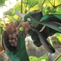 Секатор Bosch EasyPrune, 3.6В, до 25мм, 0.49кг (0.600.8B2.102) - зменшене зображення 8