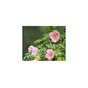 Маска для лица Lululun Premium Face Mask Hakone Rose 7 шт х 4 уп (4582305066302) - уменьшенное изображение 4