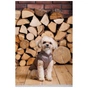 Жилет для тварин Pet Fashion Hardy М2 (4823082437467) - зменшене зображення 10