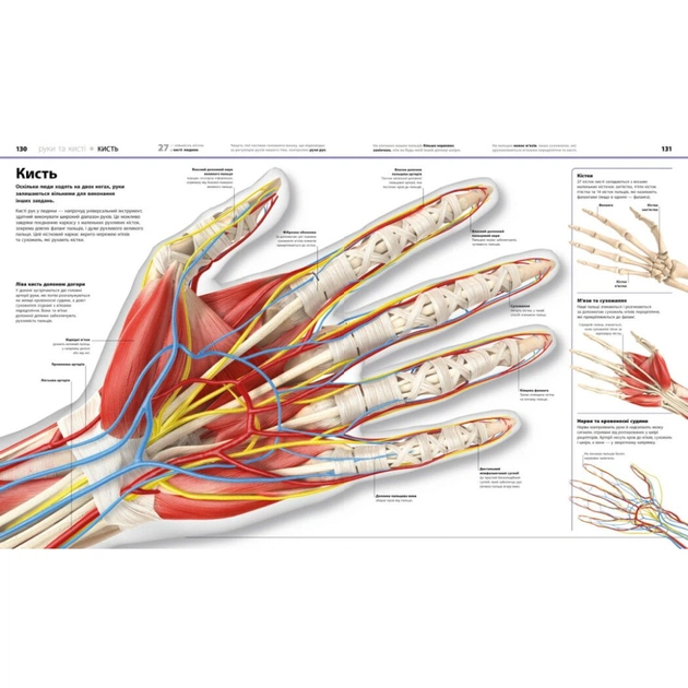 Книга Енциклопедія знань. Тіло людини - Філіп Базеліс, Пітер Крісп, Стів Хоффман Ранок (9786170993953) - изображение 8