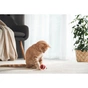 Игрушка для кошек Cheerble Wicked Ball M3 (Vintage Red) (CWQ02R) - уменьшенное изображение 9