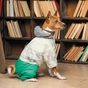 Костюм для тварин Pet Fashion Pf Style S (4823082427956) - зменшене зображення 6