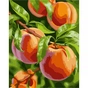 Картина по номерам Santi Персики 40х50 см (954798) - зменшене зображення 1