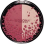 Рум'яна Deborah Duo Blush & Highlighter 01 - Rosa (8009518289558) - уменьшенное изображение 1