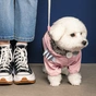 Дощовик для тварин Pet Fashion ARIEL ХS2 (4823082429851) - зменшене зображення 3