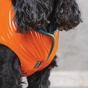 Жилет для тварин Pet Fashion "SPRING" XS-2 жовтогарячий (4823082420452) - зменшене зображення 3