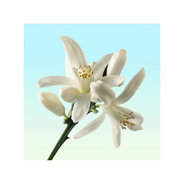 Туалетна вода Calvin Klein CK One Gold 100 мл (3614221537763) - зображення 5