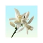 Туалетна вода Calvin Klein CK One Gold 100 мл (3614221537763) - уменьшенное изображение 5