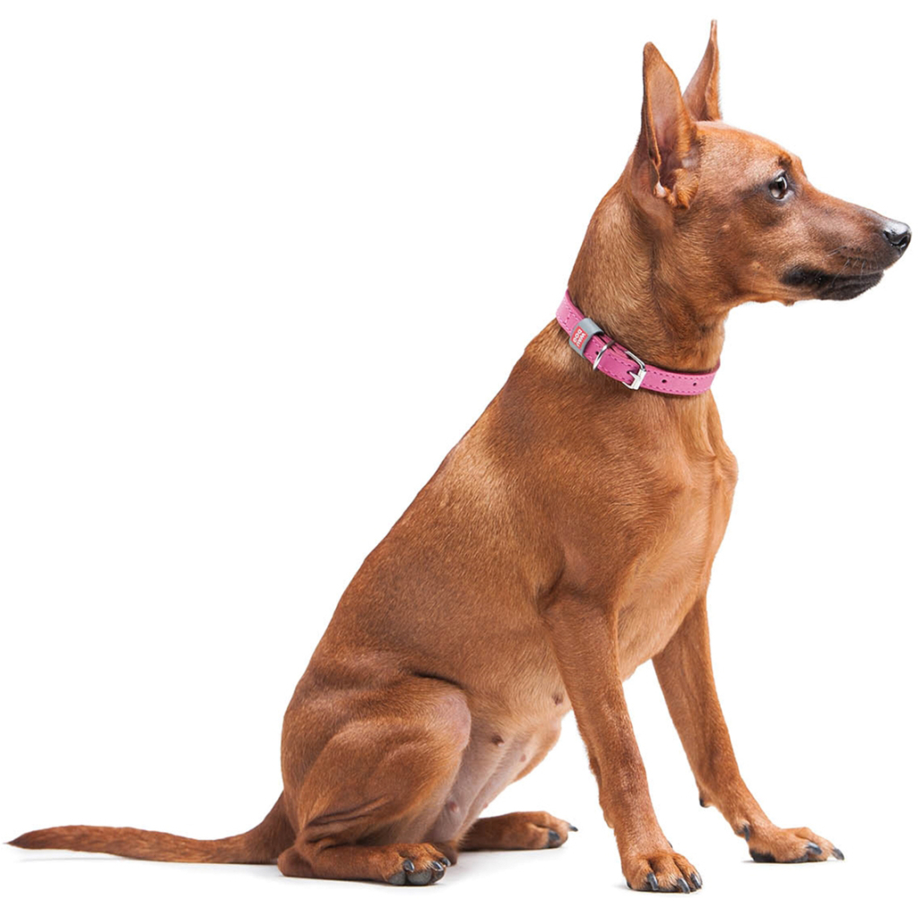Нашийник для тварин WAUDOG Classic шкіряний 12 мм х 21-29 см рожевий (02027) - зображення 4