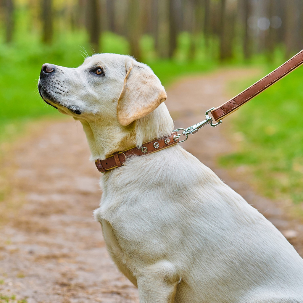 Нашийник для тварин WAUDOG Soft з QR паспортом з шипами Ш 20 мм Д 30-39 см коричневий (7193) - зображення 4