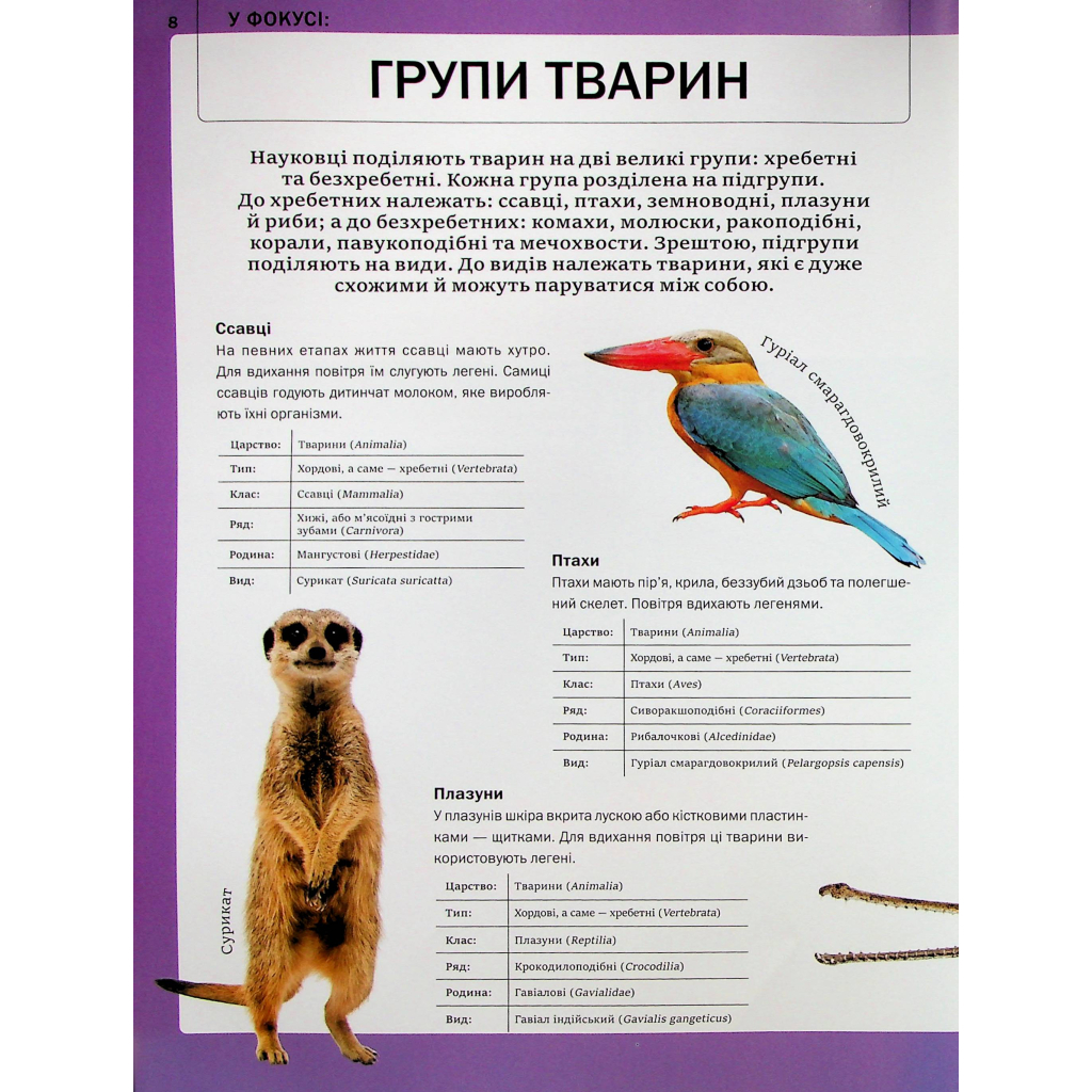 Книга Велика книга тварин - Клаудія Мартін Vivat (9786171704794) - зображення 8