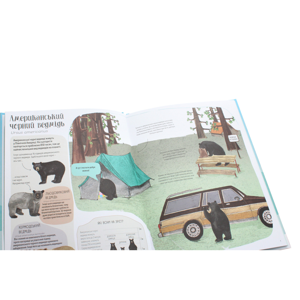 Книга Ведмежа книга - Кейті Віґґерс Жорж (9786177579624) - зображення 5