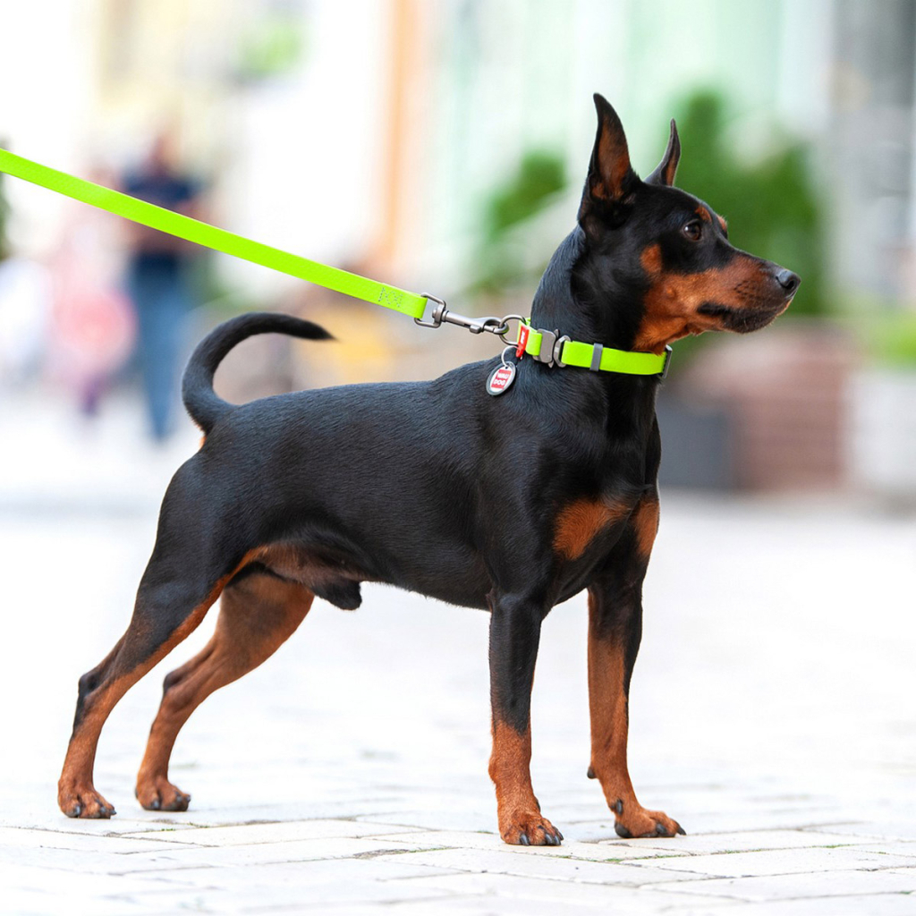 Нашийник для тварин WAUDOG Waterproof з QR паспортом L Ш 25 мм Д 31-49 см(салатовий) (27865) - зображення 6