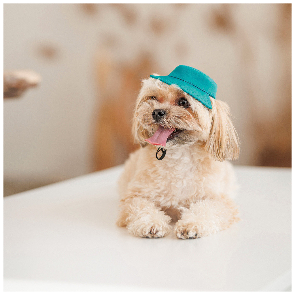 Кепка для тварин Pet Fashion Rob бірюзова ХL (4823082441419) - зображення 5