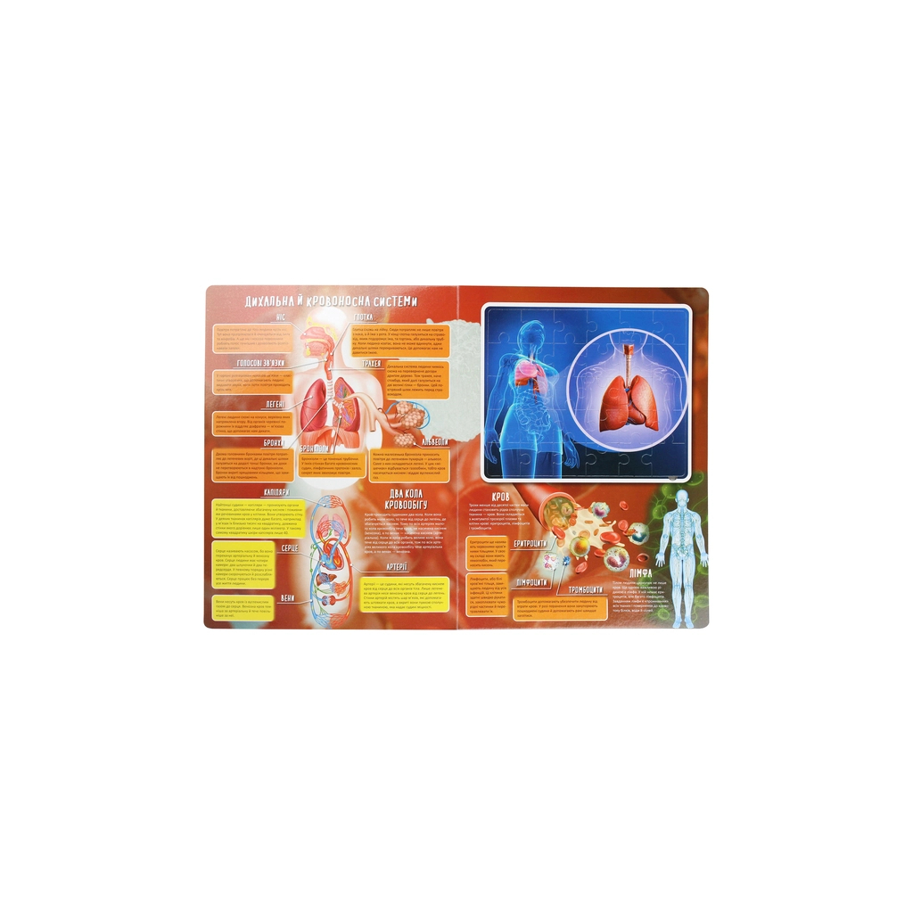 Книга Тіло людини Vivat (9789669822635) - зображення 5