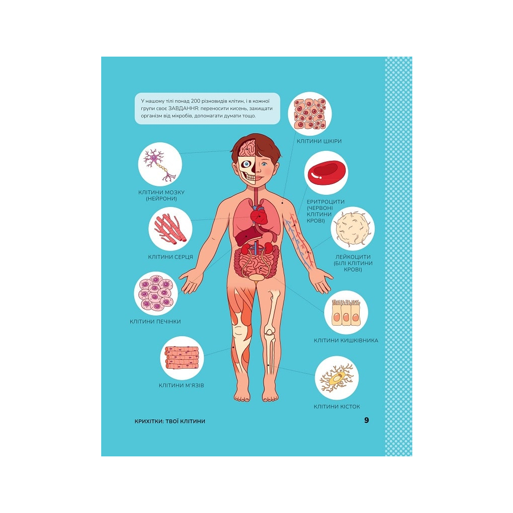 Книга Тіло людини. Розвивальні завдання для дітей - Кеті Стокс Vivat (9789669425218) - зображення 7