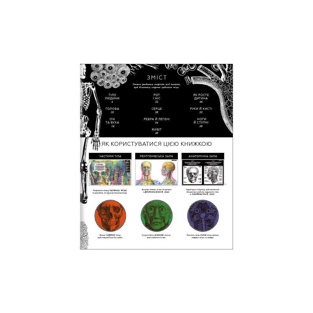 Книга Прихований світ людського тіла - Кейт Дейвіс #книголав (9786177820504) - зображення 5