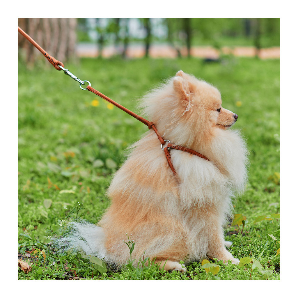 Шлея для собак WAUDOG Soft з QR паспортом кругла Д 6 мм А 26-46 см В 30-50 см коричнева (46236) - зображення 2