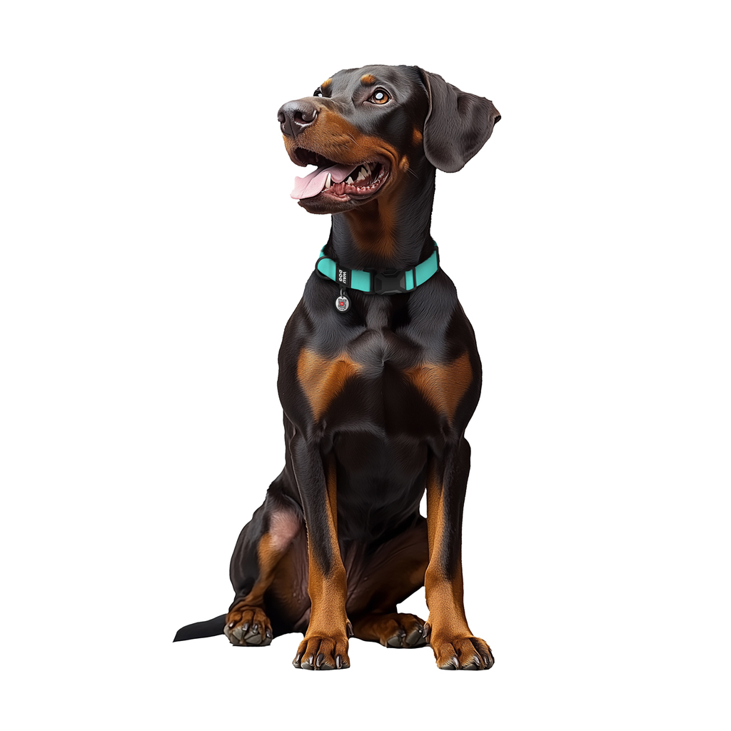 Нашийник для тварин WAUDOG Magnet c QR паспортом, магнітна пряжка-фастекс L тіффані (279627) - зображення 6