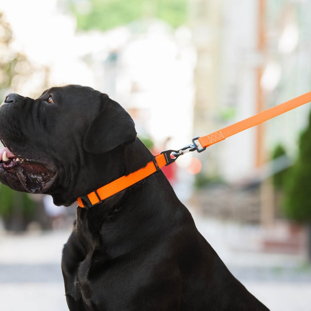 Повідець для собак Evolutor 210 см 25 мм помаранчевий (42124) - изображение 9