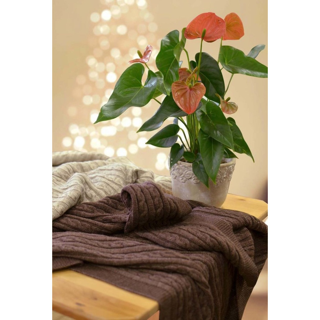 Плед Прованс Soft коси Лате 90x130 см (11689) - зображення 3