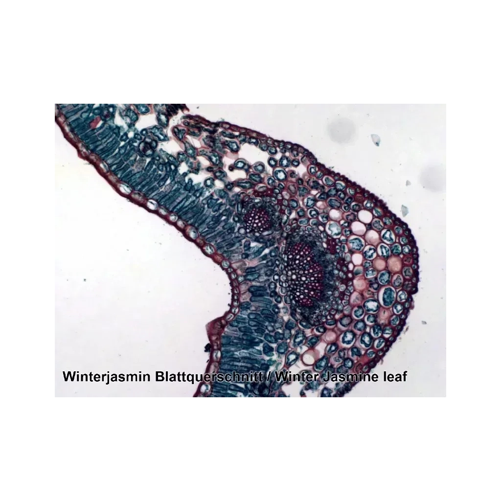 Набір мікропрепаратів Bresser 50 шт (5986002) (931507) - picture 4