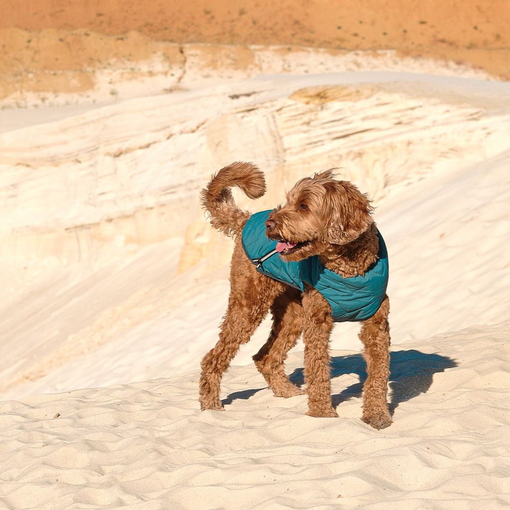 Жилет для тварин Pet Fashion E.Vest морська хвиля XL (4823082424184) - изображение 3