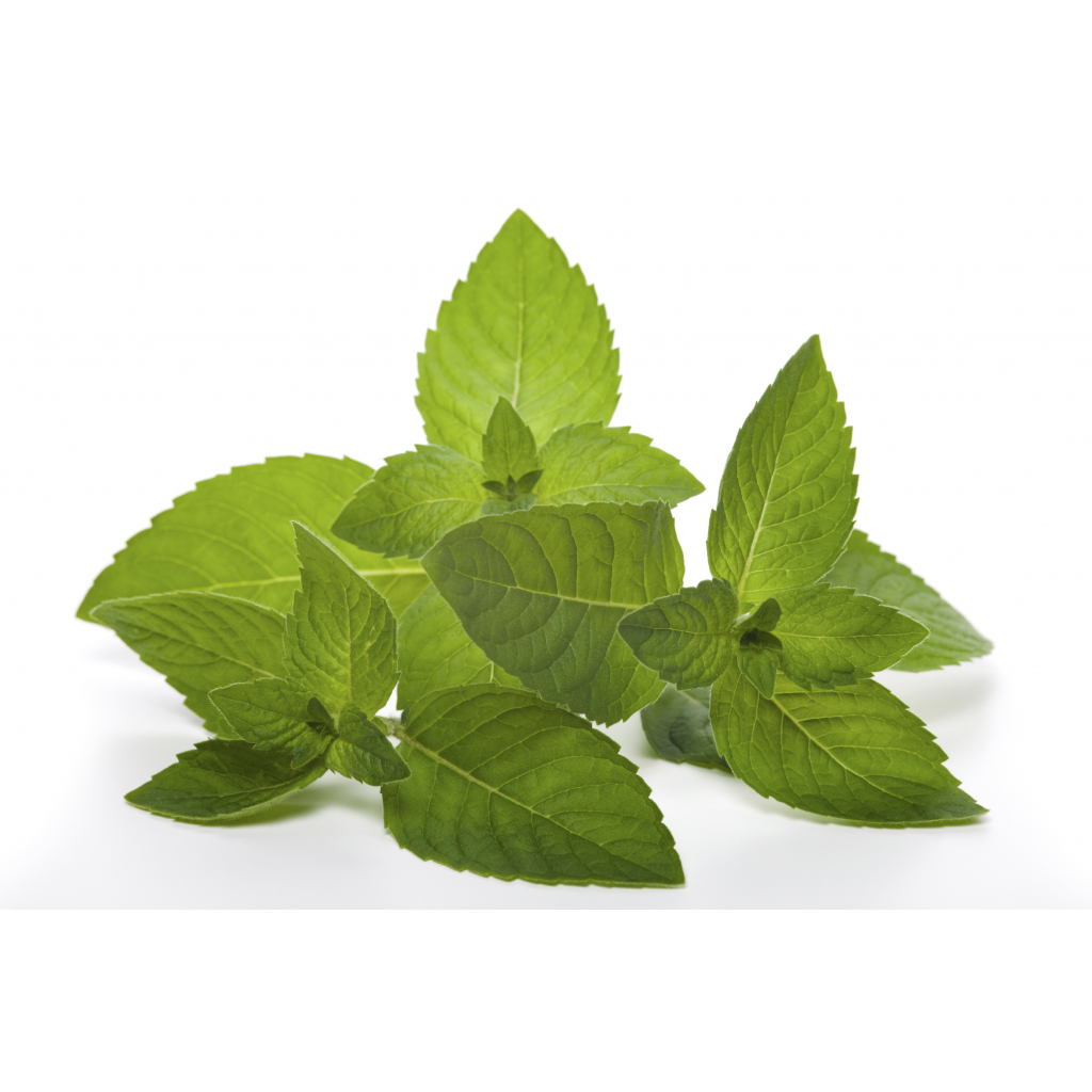 Бальзам для тіла Dr. Wild Dolofresh з натуральними ефірними оліями 10 мл (7611841129008) - зображення 4