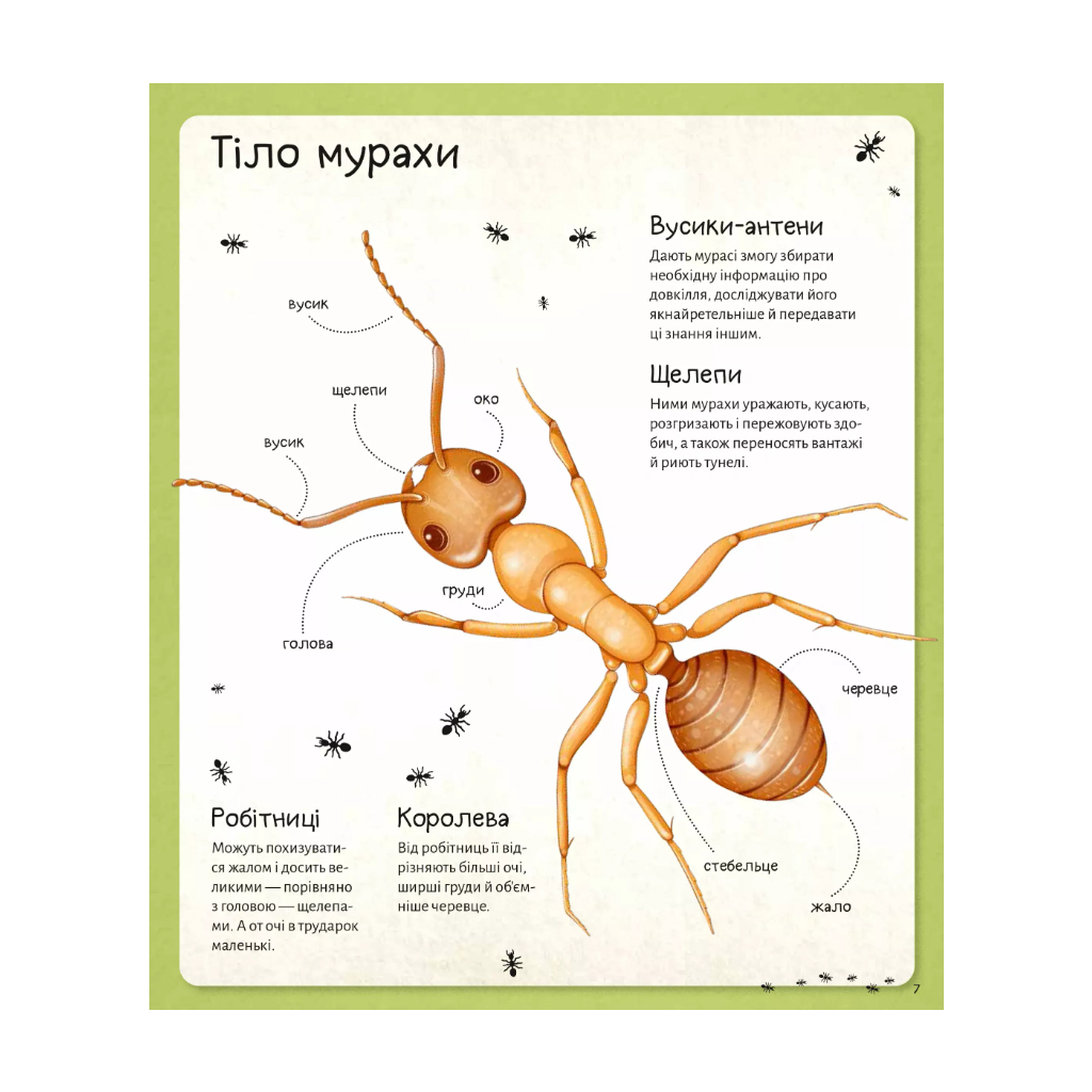 Книга Світ мурах - Штєпанка Секанінова Vivat (9786171703186) - зображення 8