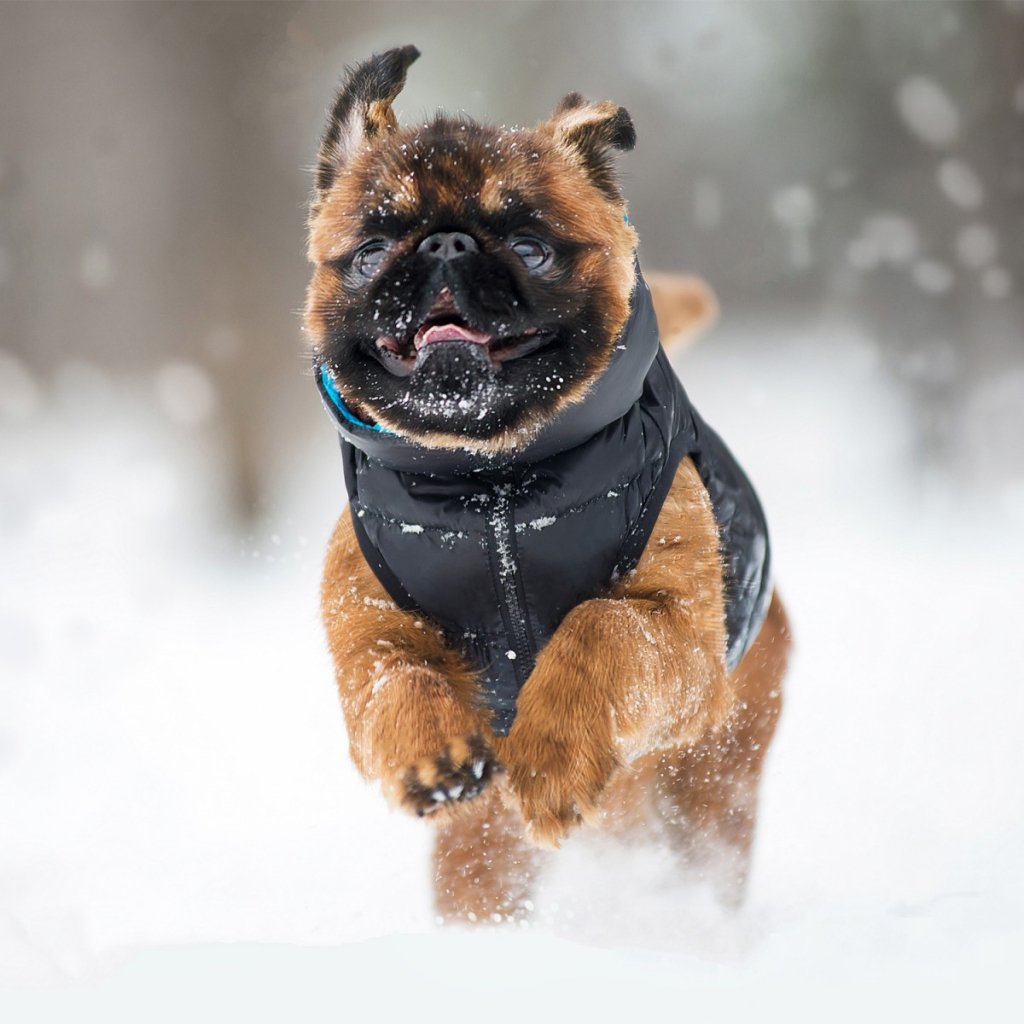 Курточка для тварин Airy Vest двостороння L 65 чорно-блакитна (1639) - зображення 4