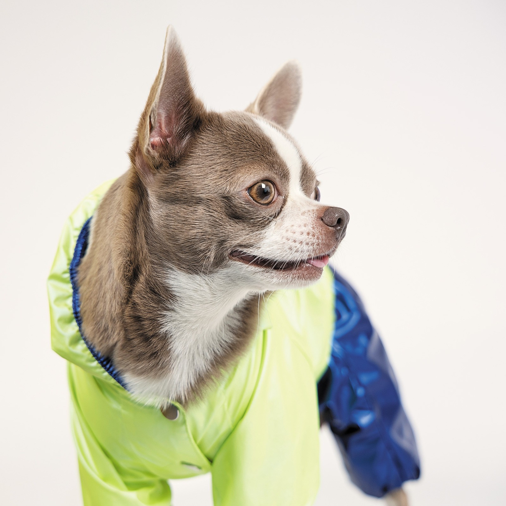 Дощовик для тварин Pet Fashion "PULSE" XS (синій із зеленим) (4823082422821) - зображення 3