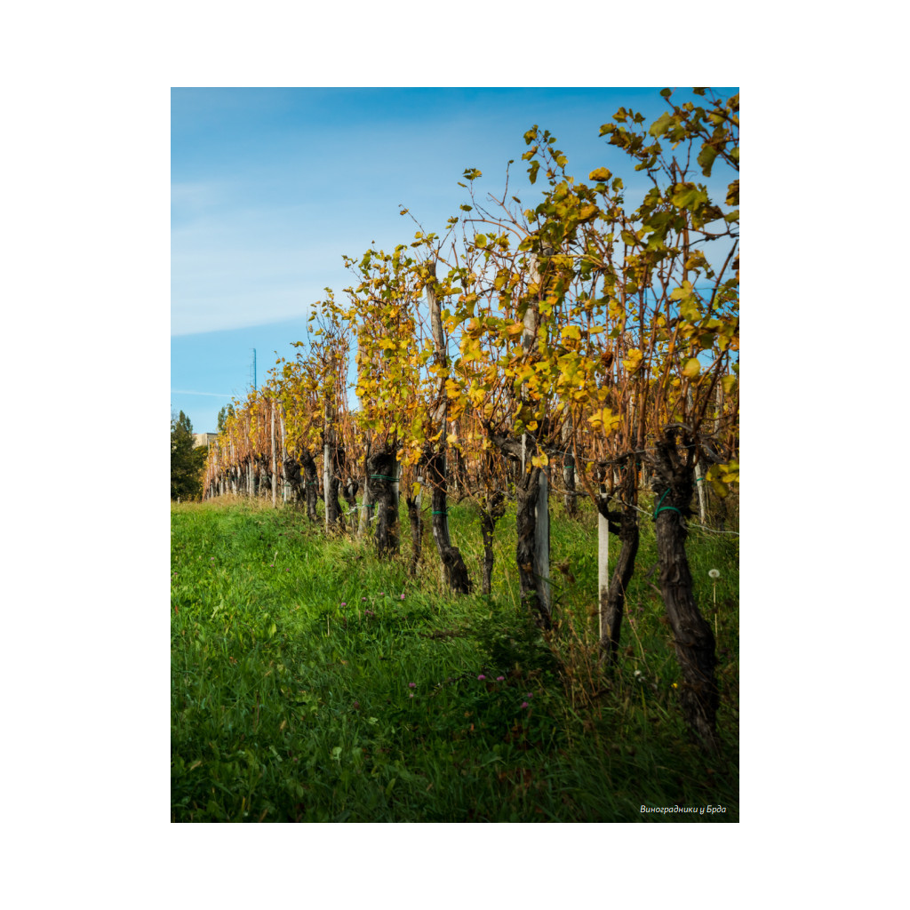 Книга Amber Revolution. Як світ закохався в оранжеве вино - Саймон Вулф, Раян Опаз Yakaboo Publishing (9786177544493) - зображення 8