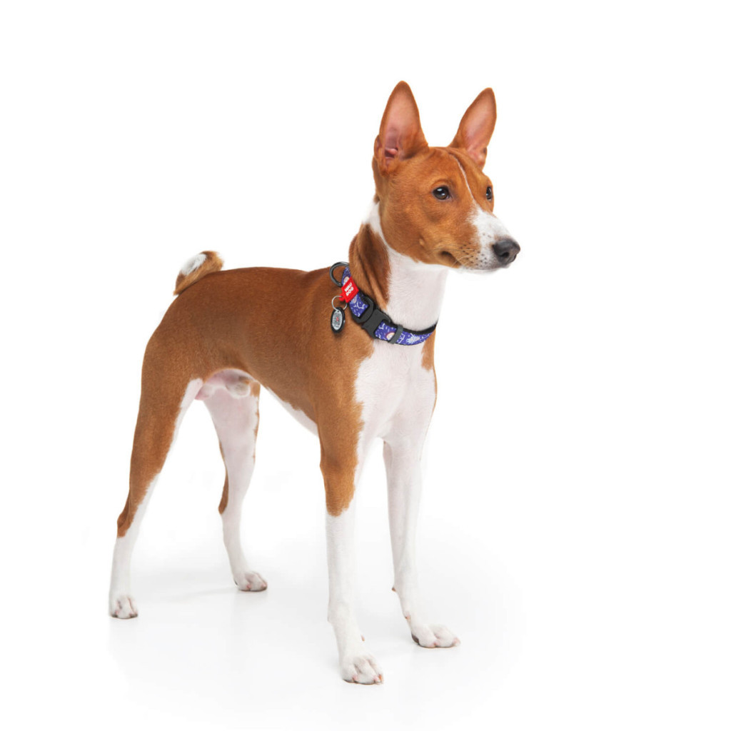 Нашийник для тварин WAUDOG Nylon з QR паспортом "Рік і Морті 2" металева пряжка-фастекс XL (4508-0281) - изображение 3