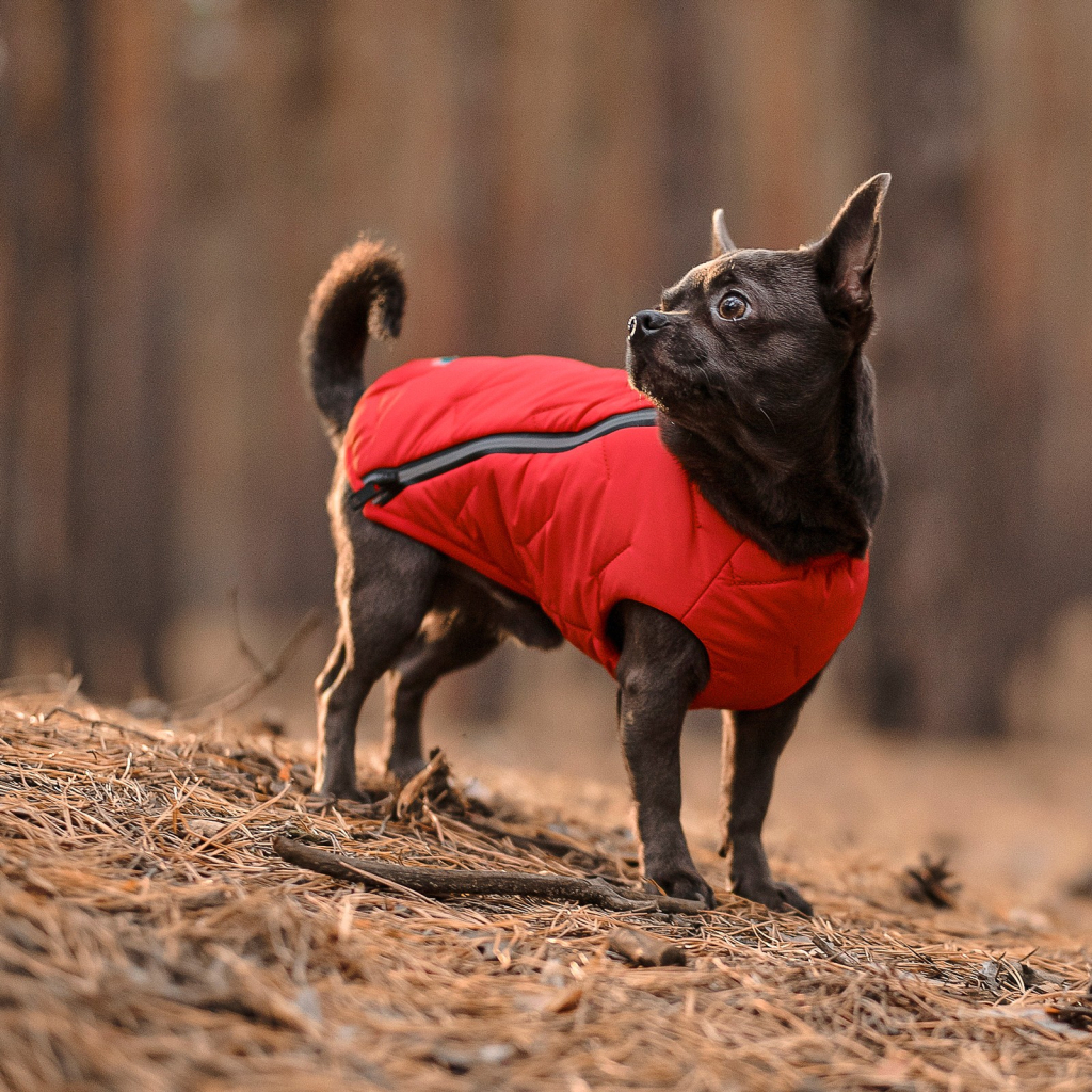 Жилет для тварин Pet Fashion "E.Vest" XS червоний (4823082424436) - зображення 3